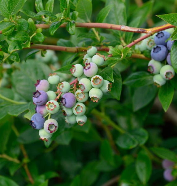 Blaubeerstrauch mit reifen und unreifen Früchten