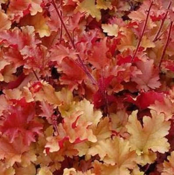 Nahaufnahme einer Heuchera Pflanze mit gezackten Blättern