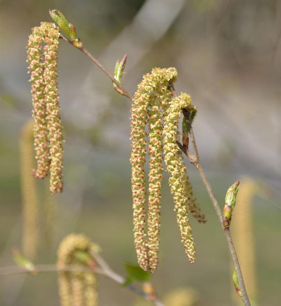 Blühende Birke mit Blütenständen an einem Ast