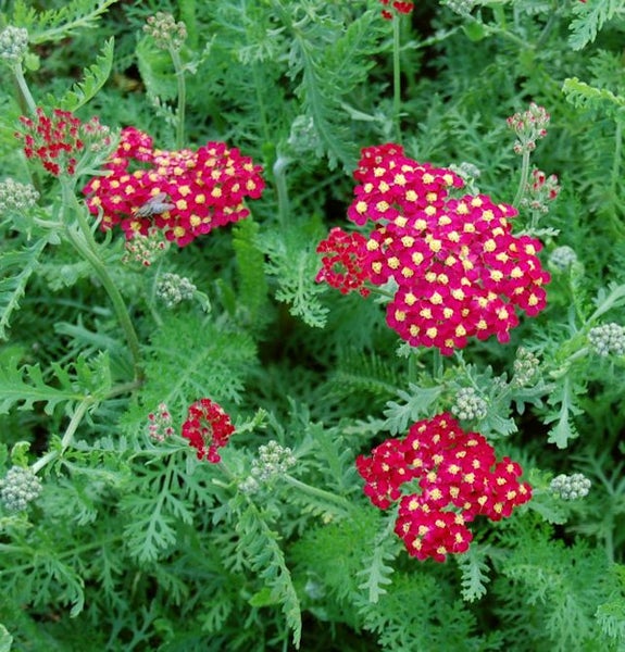 Nahaufnahme von Schafgarbenblüten im Gartenbeet.