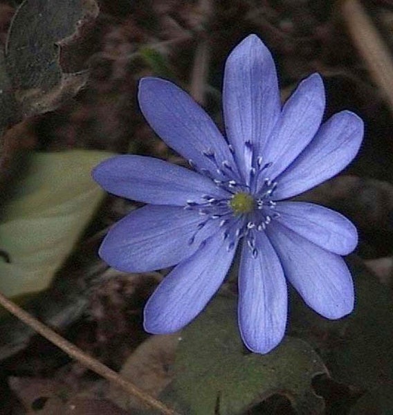 Blaue Leberblümchenblüte