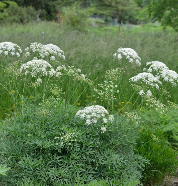 Blühende Wilde Möhre im Garten