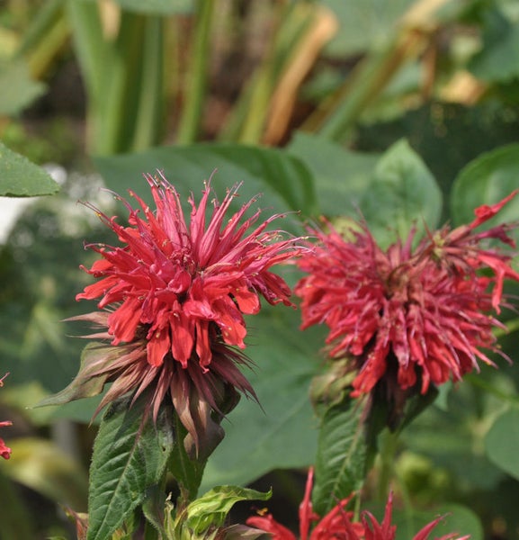 Nahaufnahme von roten Monarda-Blüten im Garten.
