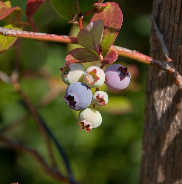 Nahaufnahme von Heidelbeeren an einem Zweig