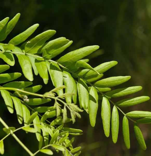 Nahaufnahme von Robinienblättern