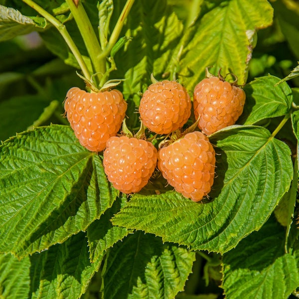 Goldene Himbeeren an einem Strauch