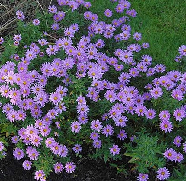 Blütenmeer mit lila Herbstastern im Garten