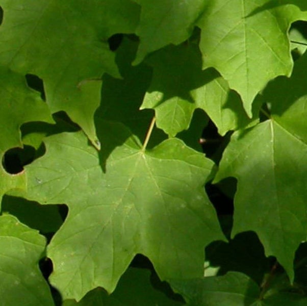 Nahaufnahme von Ahornblättern