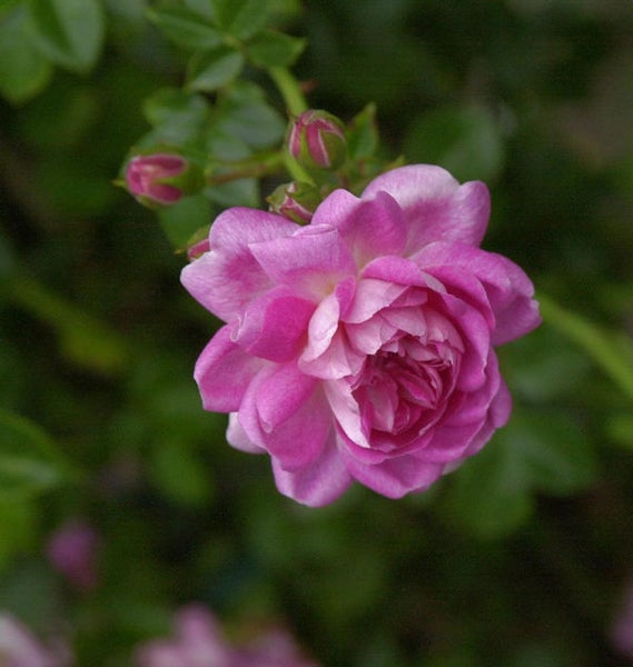 Nahaufnahme einer rosa Rose mit Blütenknospen