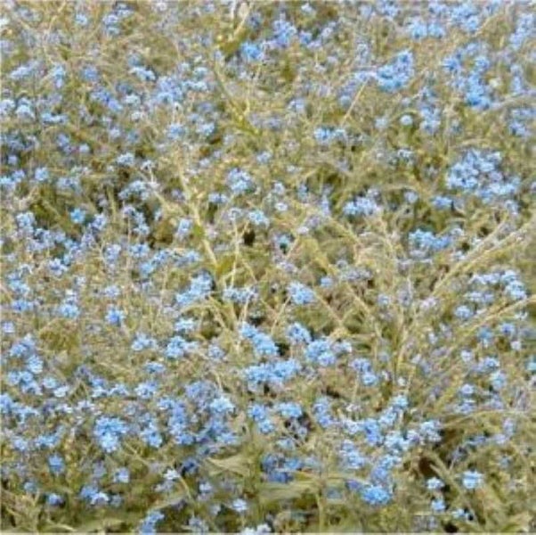 Vergissmeinnicht Blumenbeet im Garten