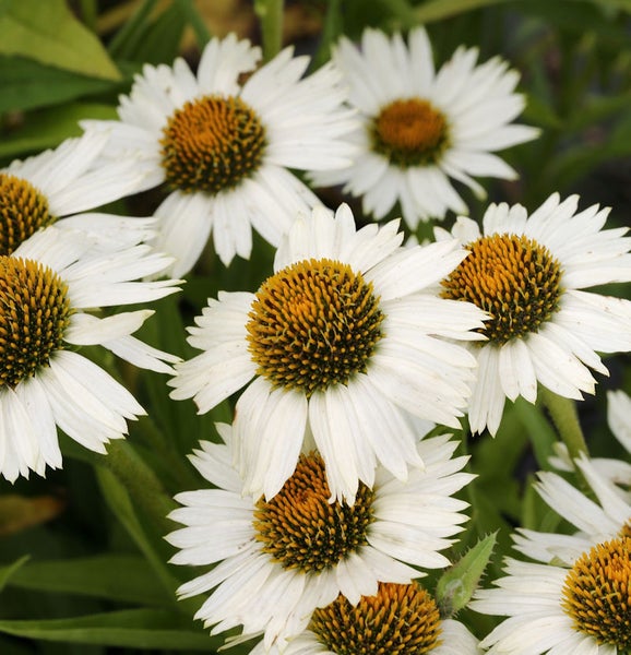 Nahaufnahme von weißen Sonnenhutblüten