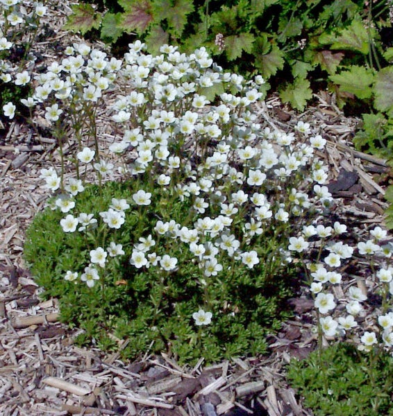 Blütenpolster mit weißen Blüten im Garten