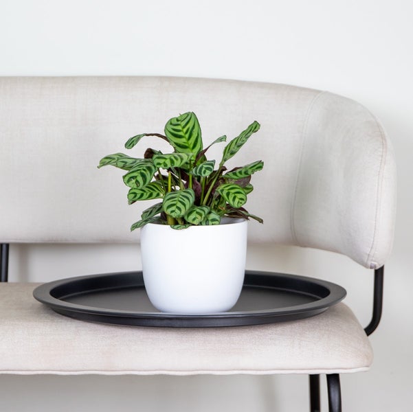 Bloomique - Ctenanthe Burle-Marxii - Gebetspflanze - Zimmerpflanzen - Tierfreundlich - Luftreinigend - 20-30 cm Hoch - Topf 12 cm