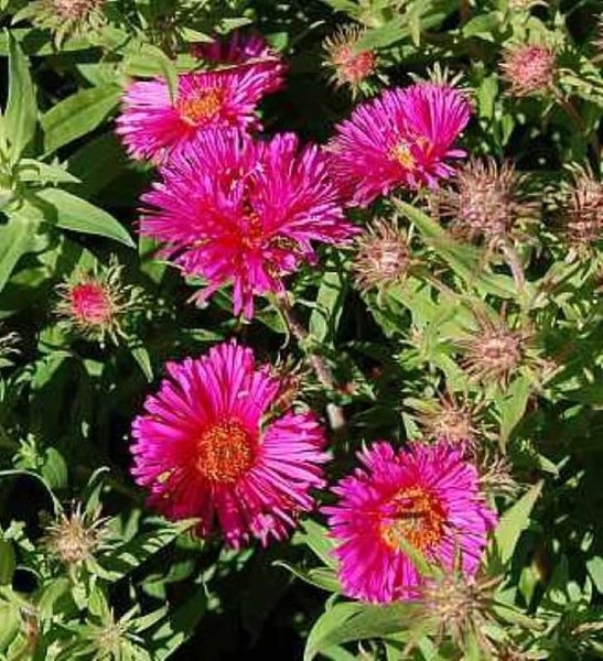 Nahaufnahme einer krautigen Glattblatt-Aster mit rosa Blüten