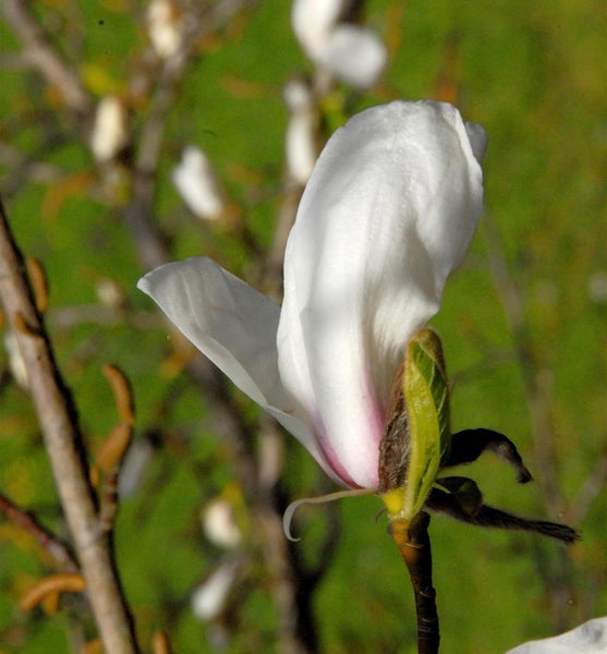 Nahaufnahme einer Magnolienblüte