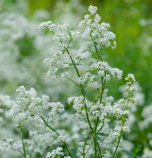 Waldmeisterpflanze mit weißen Blüten