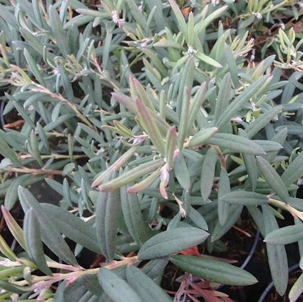 Detailaufnahme einer Lavendelheide-Pflanze mit länglichen Blättern.