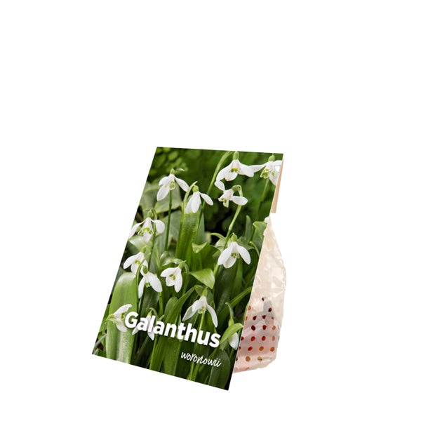 Bloomique – Mischung aus 25 – Galanthus Woronowii – Schneeglöckchen – Weiß – Blumenzwiebeln – Frühlingsblüte – Mehrjährige Pflanzen – Wird 10–15 cm groß