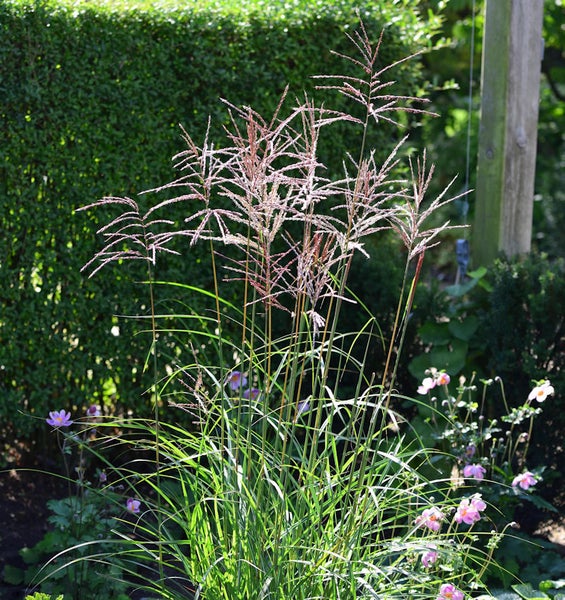 Ziergras im Garten mit grünen Blättern und langen Blütenständen