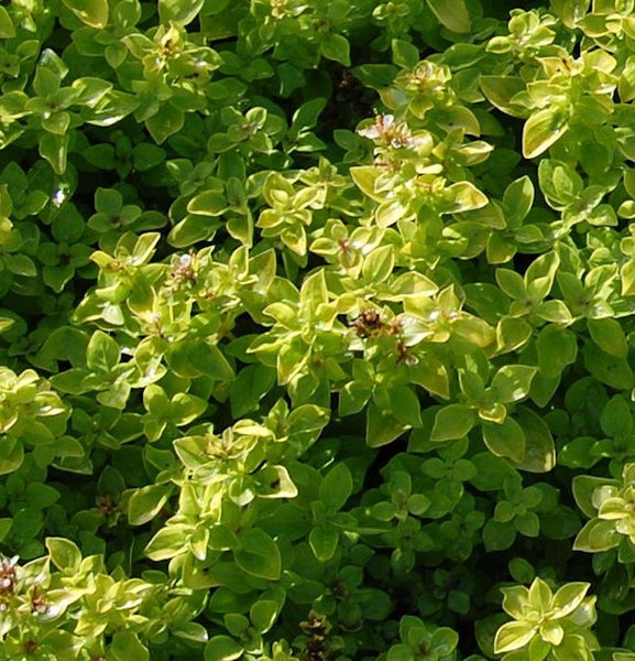 Nahaufnahme von goldgelbem Majoran