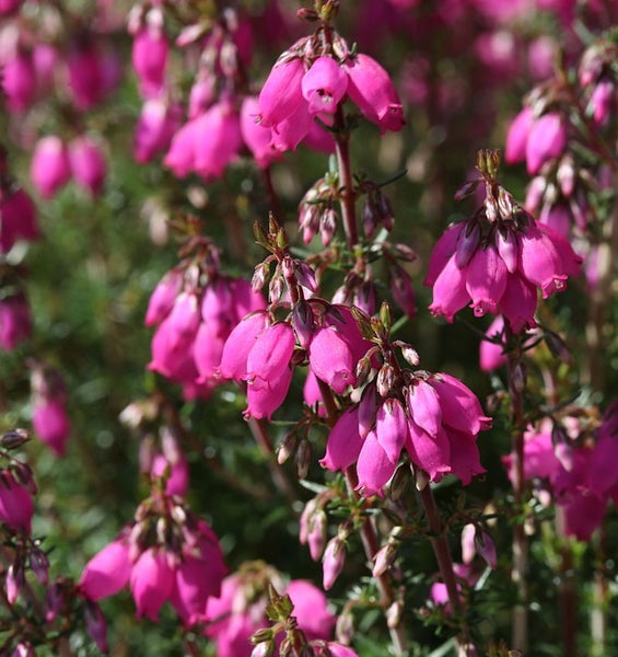 Nahaufnahme von Besenheide mit pinkfarbenen Blüten