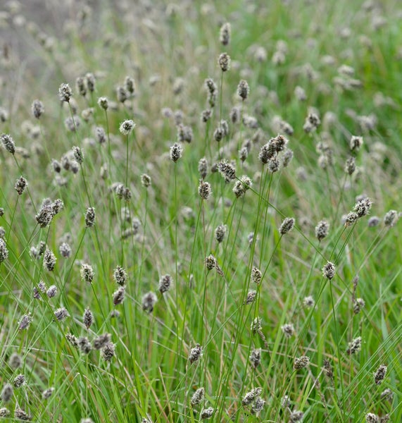 Feld mit Hasenpfoten-Gras