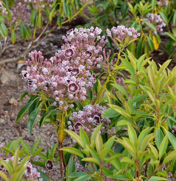 Blühender Berglorbeerstrauch im Garten