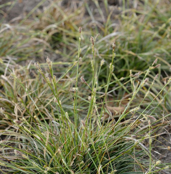 Ziergras mit grünen Blättern und braunen Blütenständen