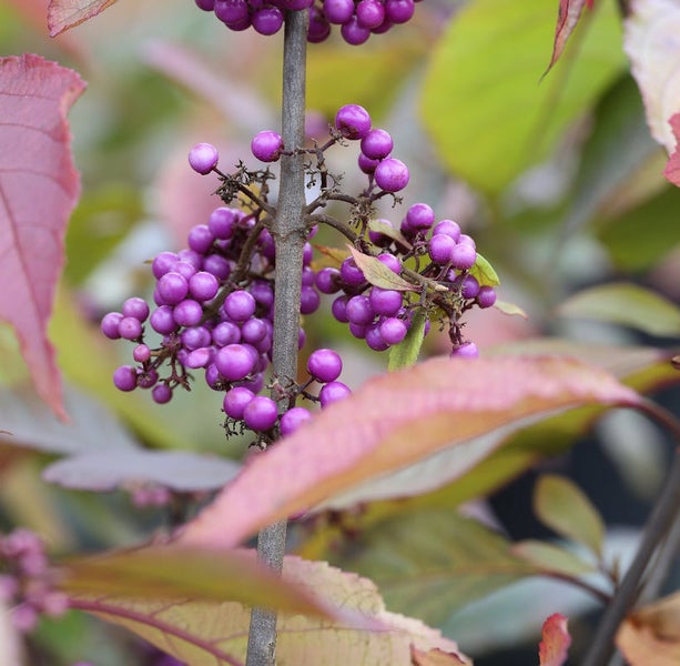 Nahaufnahme einer Schönfrucht mit violetten Beeren und Blättern