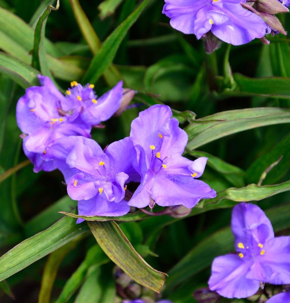 Nahaufnahme von Dreimasterblumen mit Blüten