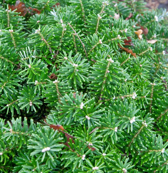 Nahaufnahme einer Zwerg-Koreatanne.