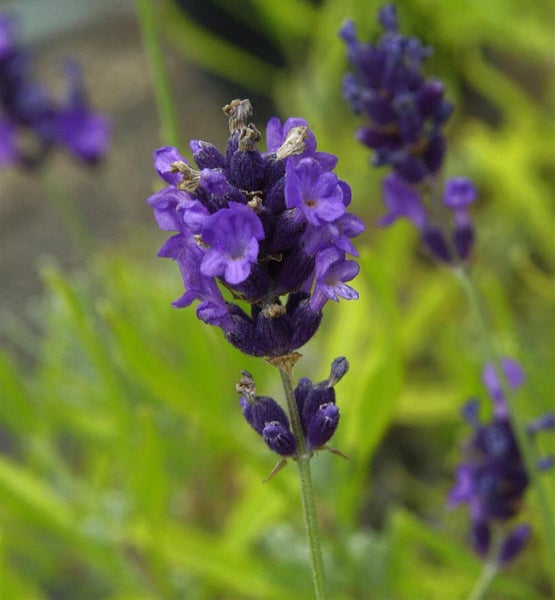 Nahaufnahme einer Lavendelblüte