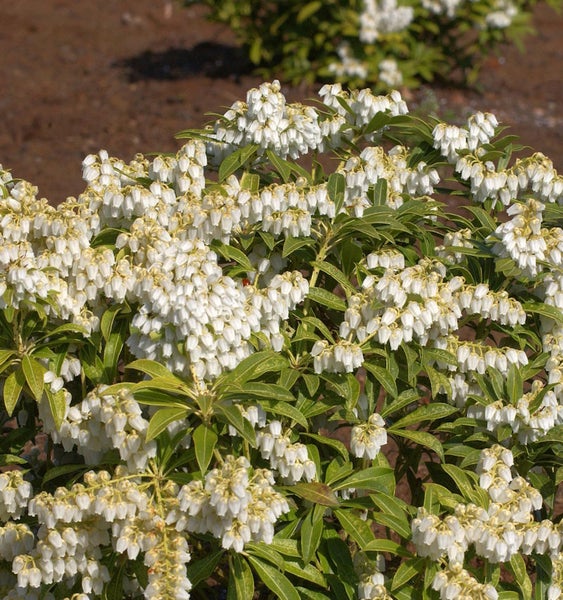 Schirmheide mit weißen Blüten