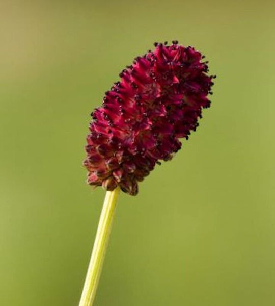 Nahaufnahme einer Wiesenknopf-Blume.