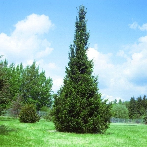 Im Garten steht eine schlanke, grüne Säulenzypresse.