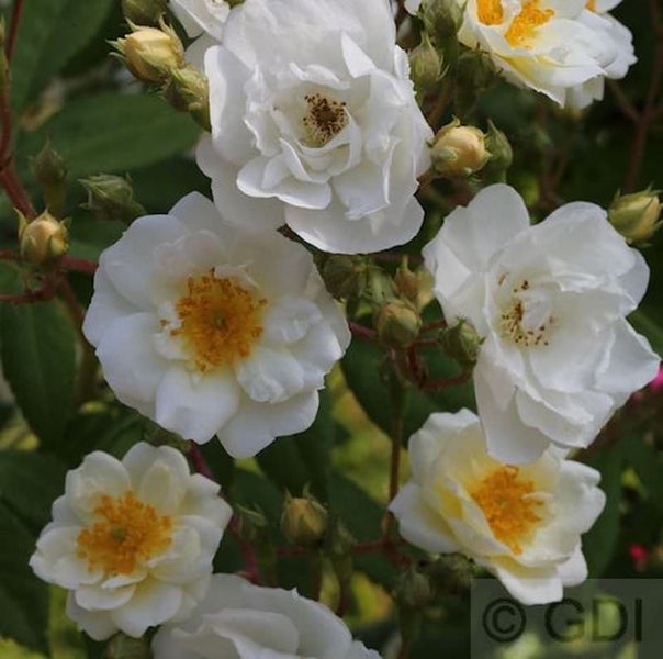Nahaufnahme von weißen Rosenblüten mit gelben Staubgefäßen