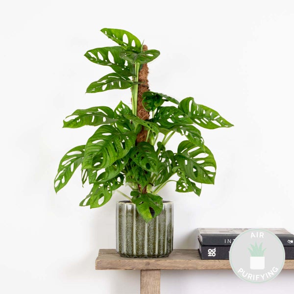 Bloomique - Monstera adansonii Moosstab - Monkey Leaf - Fensterblatt - Luftreinigende Zimmerpflanzen - Monstera Pflanze - Hängepflanze echt - Kletterpflanzen Zimmer - Höhe 20-25 cm - Topf 12 cm