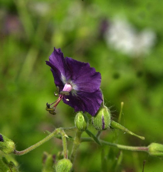Nahaufnahme einer violetten Storchschnabelblüte mit grünen Knospen