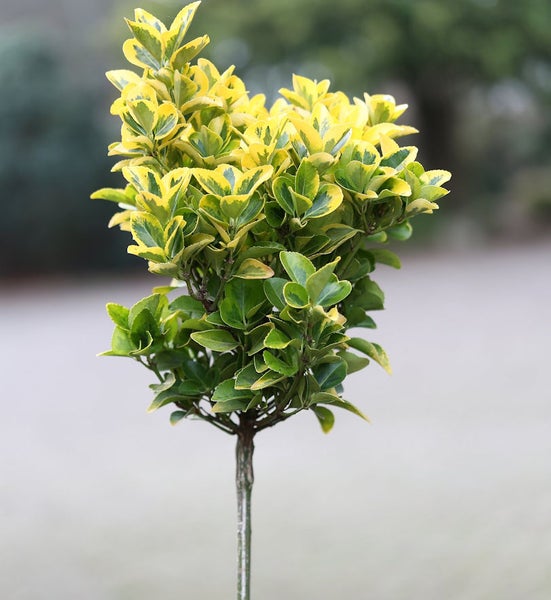 Immergrüner Spindelstrauch mit gelb geränderten Blättern