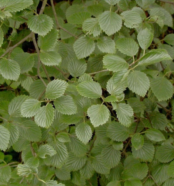 Nahaufnahme von Viburnum lantana Blättern
