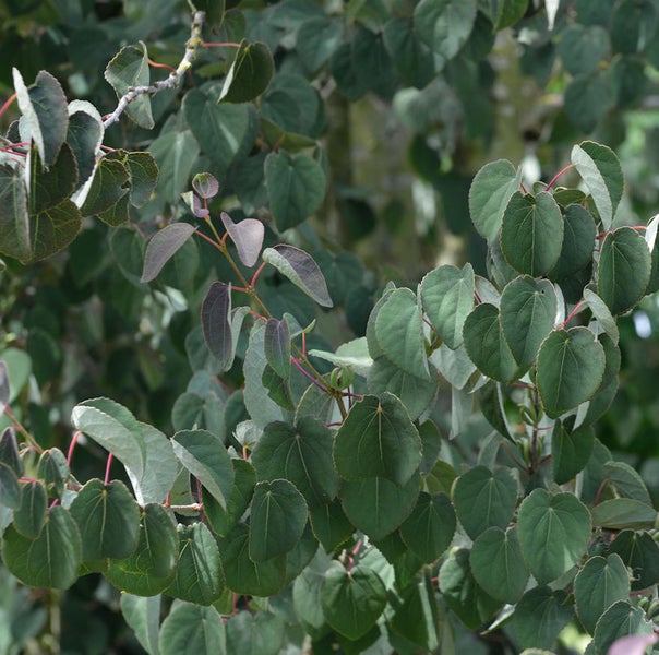 Nahaufnahme eines Judasbaums mit herzförmigen Blättern