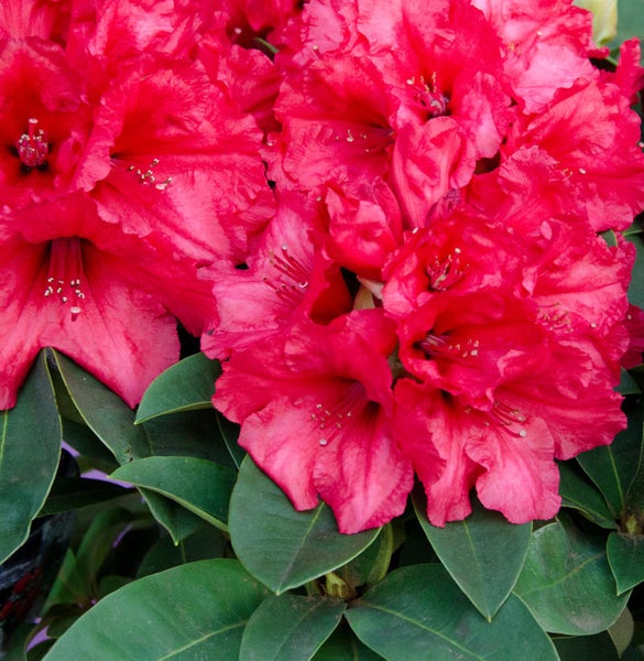 Nahaufnahme einer Rhododendronblüte