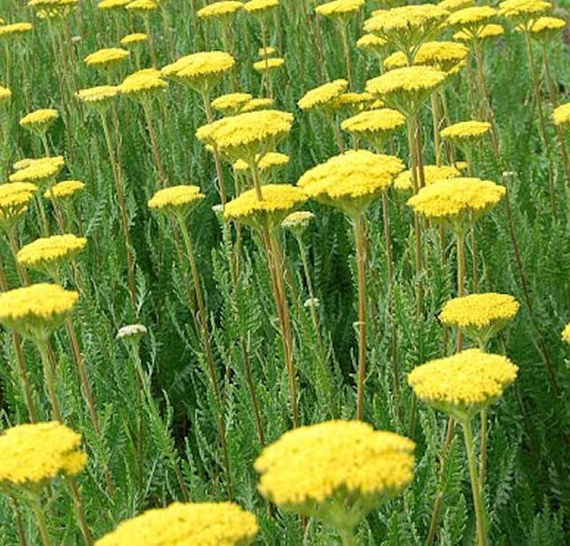 Goldgarbe im Gartenbeet