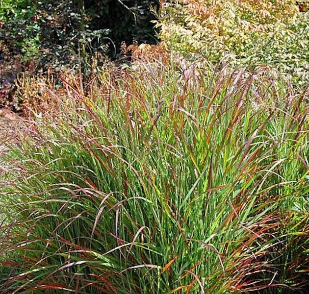 Ziergras im Gartenbeet