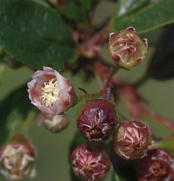 Nahaufnahme von Zierquittenblüten und -knospen