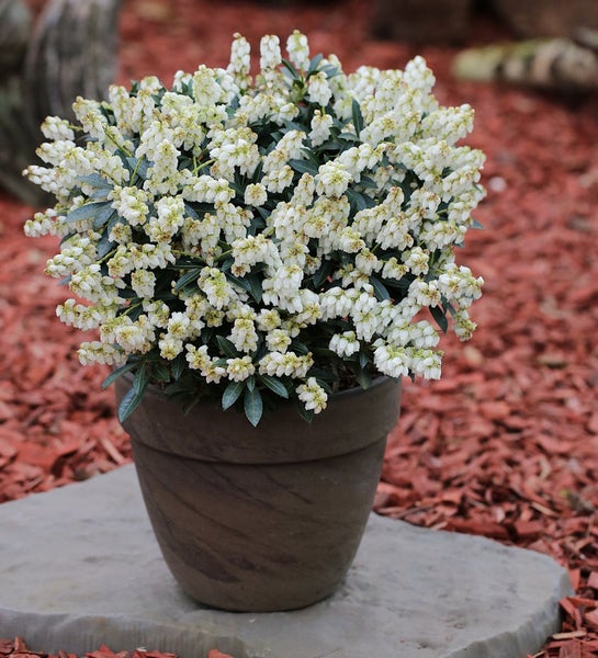 Blütenhartriegel in einem Topf