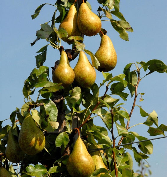 Birnenbaum mit reifen Birnen und grünen Blättern