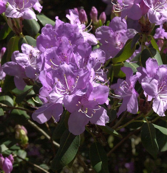 Nahaufnahme von lila Rhododendronblüten