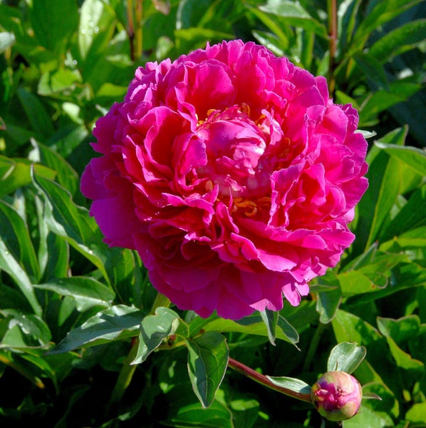 Nahaufnahme einer rosa Pfingstrose mit grünen Blättern