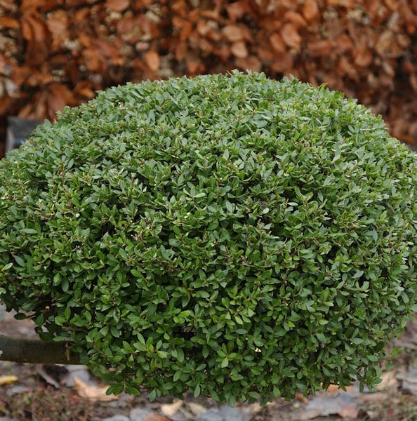 Kugelbaum mit grünen Blättern